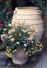 white pot with daisies